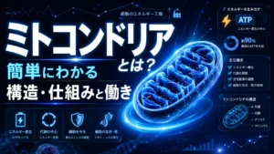 ミトコンドリアとは？簡単にわかる構造・仕組みと働き
