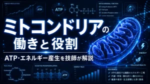 ミトコンドリアの働きと役割｜ATP・エネルギー産生を技師が解説