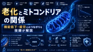 老化とミトコンドリアの関係｜機能低下・疲労とのつながりを技師が解説