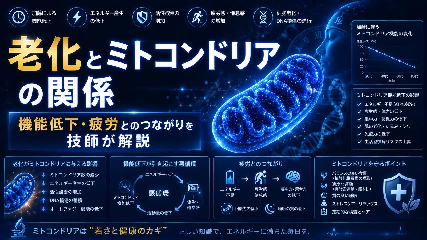 老化とミトコンドリアの関係｜機能低下・疲労とのつながりを技師が解説