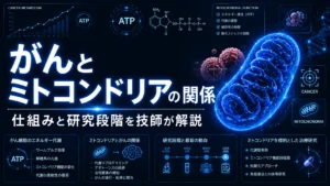 がんとミトコンドリアの関係｜仕組みと研究段階を技師が解説