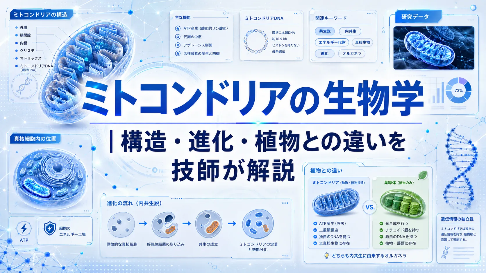 ミトコンドリアの生物学｜構造・進化・植物との違いを技師が解説