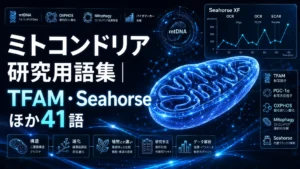 ミトコンドリア研究用語集｜TFAM・Seahorseほか41語