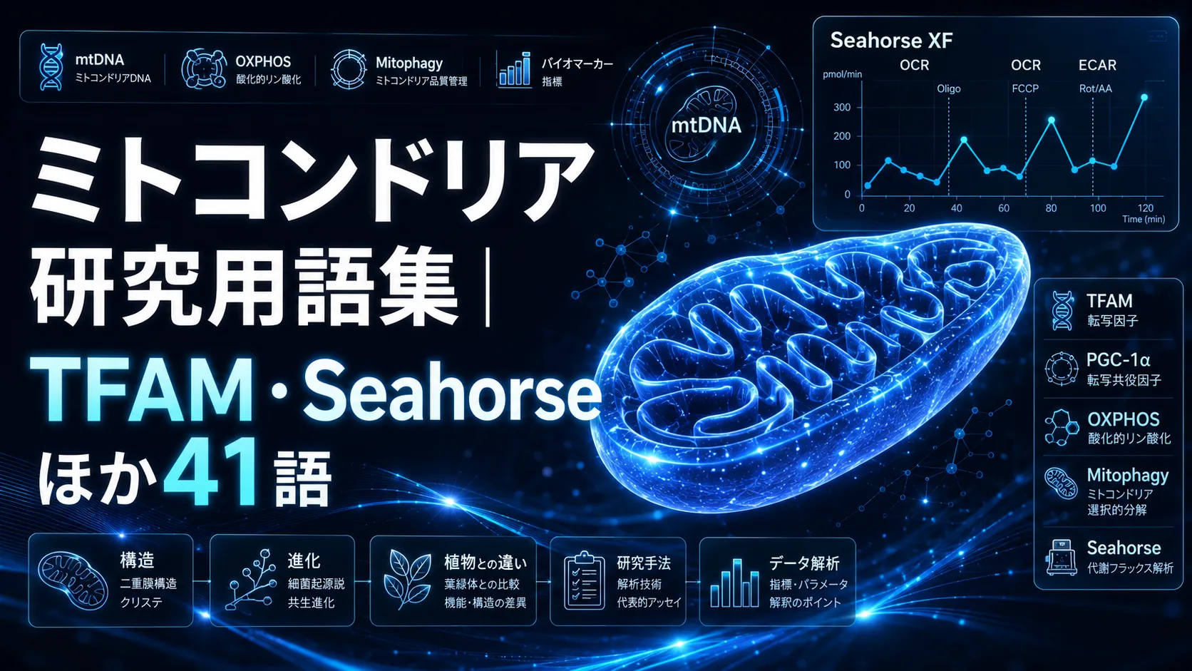 ミトコンドリア研究用語集｜TFAM・Seahorseほか41語
