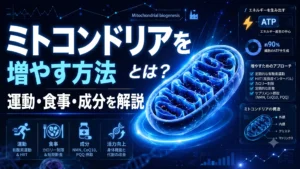 ミトコンドリアを増やす方法とは？運動・食事・成分を解説